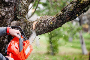 tree surgeon Glasgow