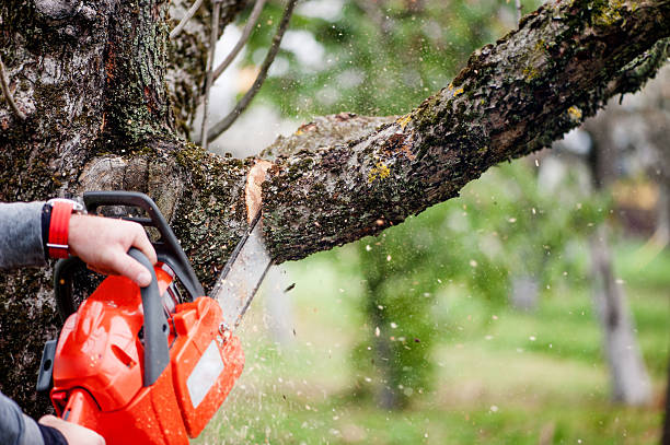 tree surgeon Glasgow