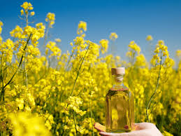 canola oil in totes