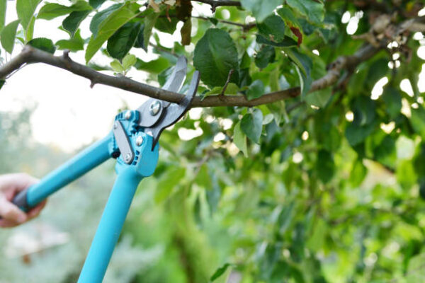 Common Land Clearing Mistakes That Cost Property Owners Thousands land clearing in Ewa Beach HI