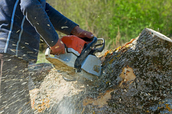 stump removal services in Mendon NY