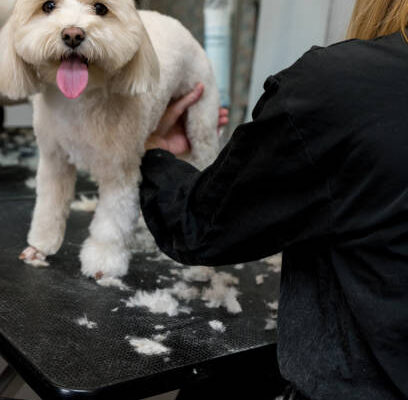 pet hair dyeing services in Hesperia CA