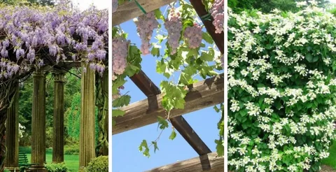 climbing plants for pergolas