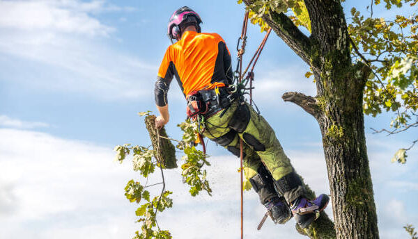 tree surgeon