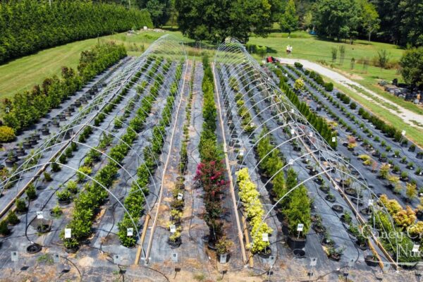 caney creek nursery