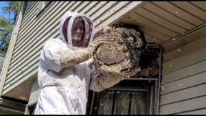 Can Bees Damage Your Home’s Insulation? Prevention and Solutions