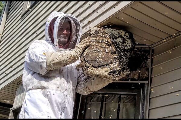 Can Bees Damage Your Home’s Insulation? Prevention and Solutions
