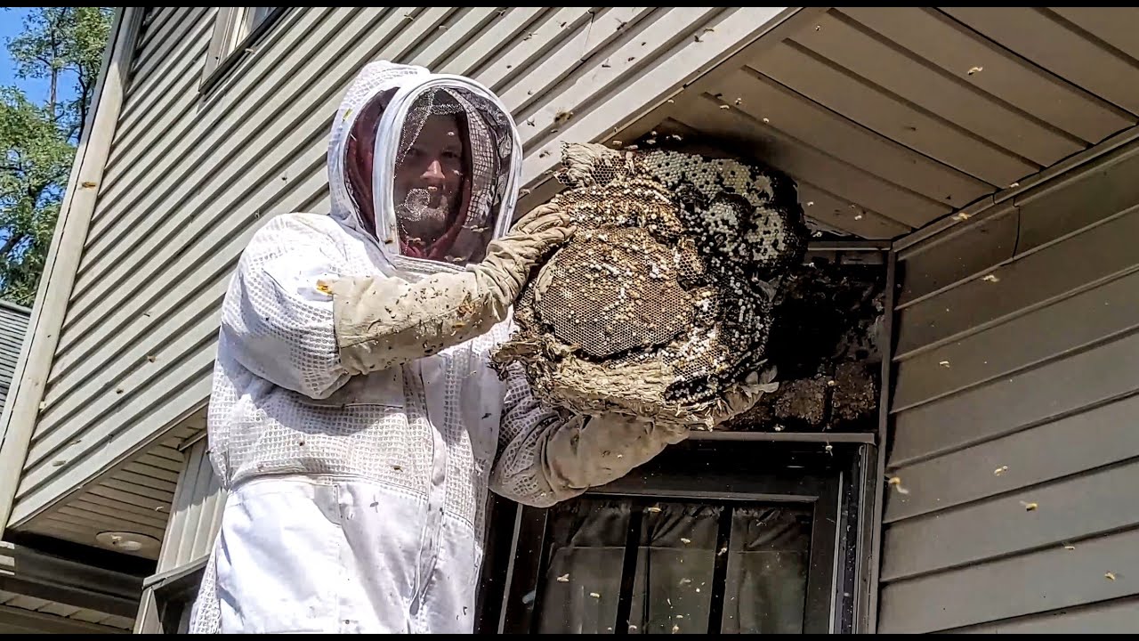 Can Bees Damage Your Home’s Insulation? Prevention and Solutions