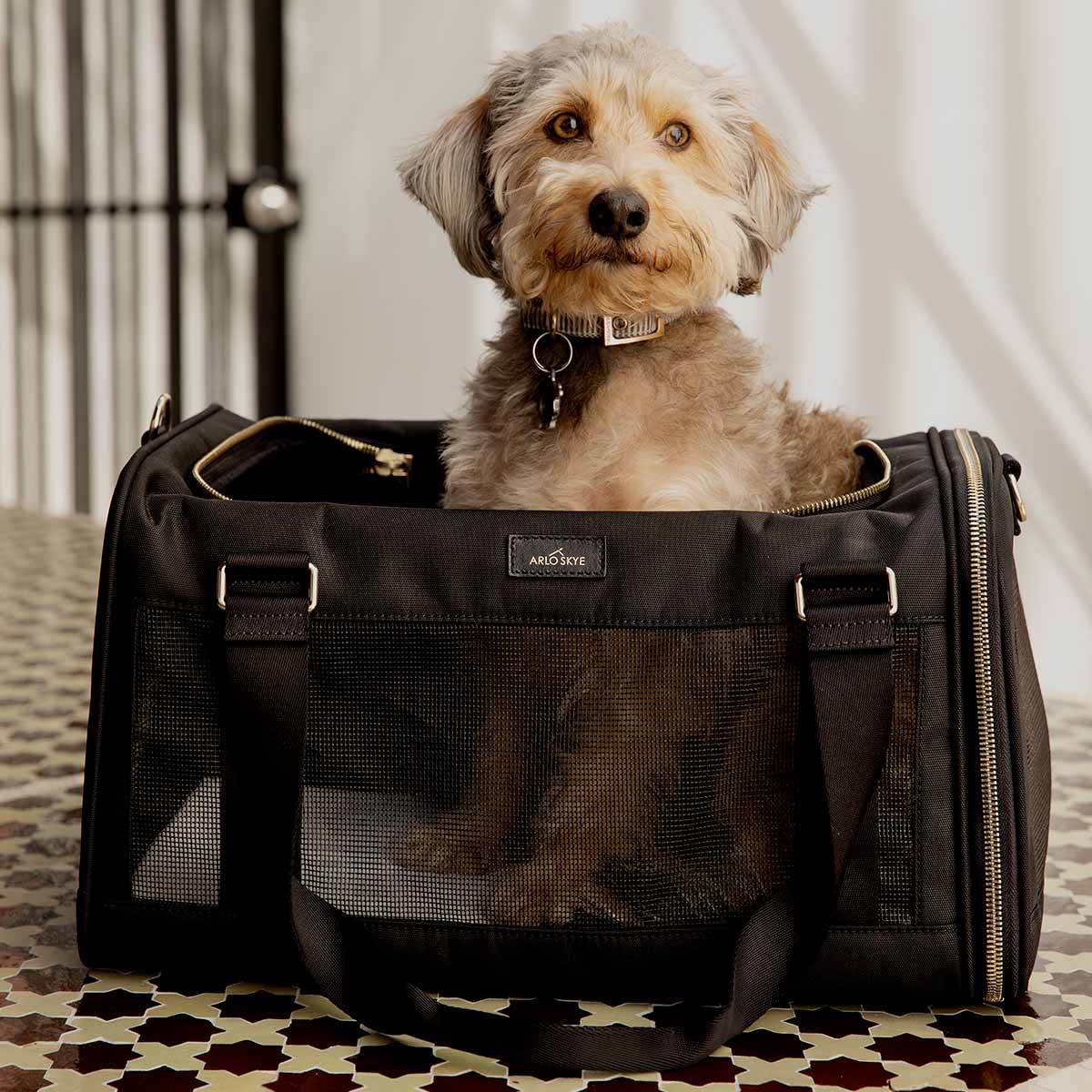 dog carrier for dogs