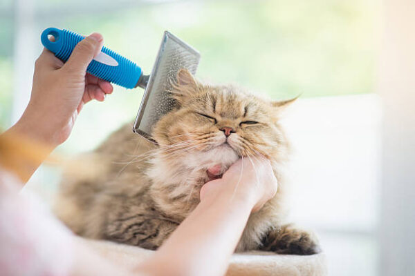 pet groomer