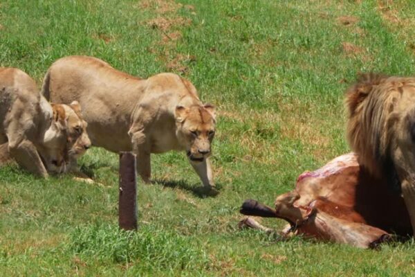How Wildlife Control Services Prevent Zoonotic Risks wildlife control services