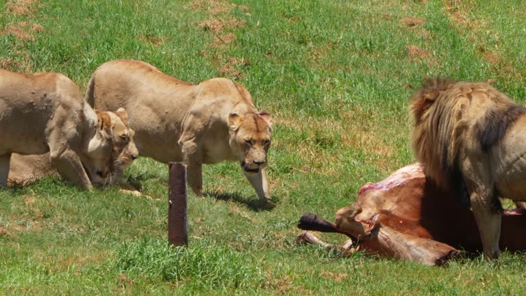 wildlife control services