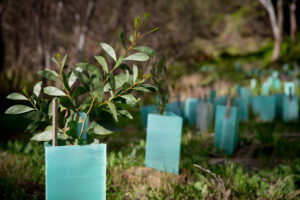 tree planting services