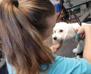 Mobile Pet Groomers in Ruskin