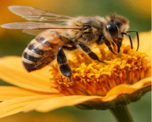 Bee removal Melbourne