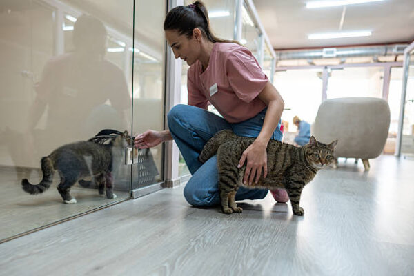 cat boarding service